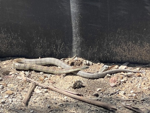 Tiger Snake sighting