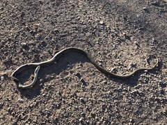 Masticophis bilineatus