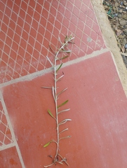 Gamochaeta simplicicaulis