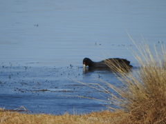 Fulica ardesiaca