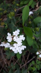 Lantana velutina