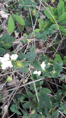 Lantana velutina