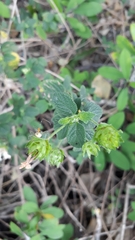 Lantana velutina