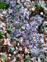 Symphyotrichum cordifolium