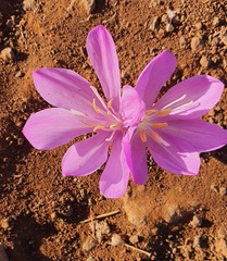 Colchicum