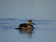 Lophonetta specularioides