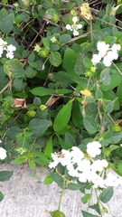 Lantana velutina