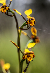 Diuris pardina