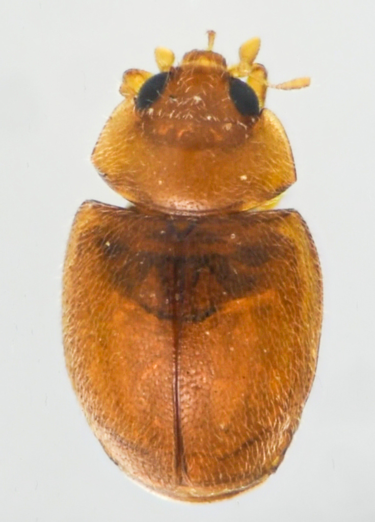 Little Brown Mealybug Destroyer