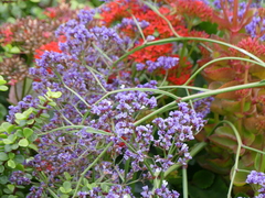 Limonium perezii
