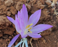 Colchicum stevenii