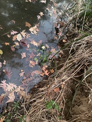 Ludwigia peploides glabrescens