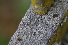 Pseudothelomma occidentale