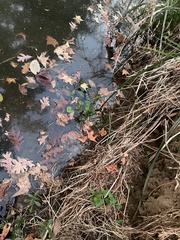 Ludwigia peploides glabrescens
