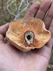 Lactarius deliciosus