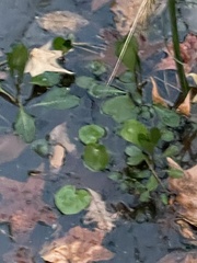 Ludwigia peploides glabrescens