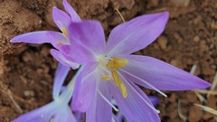 Colchicum stevenii