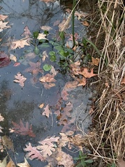 Ludwigia peploides glabrescens