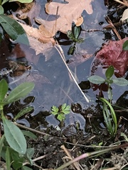 Chaerophyllum procumbens