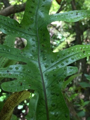 Thylacosceles radians