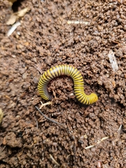 Anadenobolus monilicornis