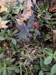 Chaerophyllum procumbens
