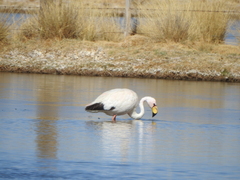 Phoenicoparrus jamesi