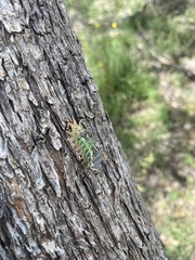 Doratifera oxleyi