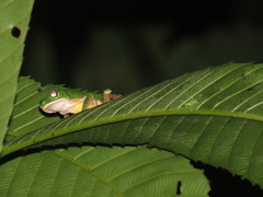 Callimedusa tomopterna