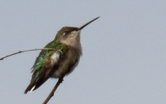 Archilochus colubris