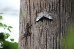 Hamadryas glauconome