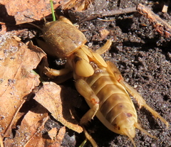 Neoscapteriscus borellii