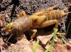 Neoscapteriscus borellii