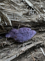 Punctularia atropurpurascens