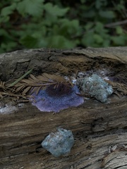 Punctularia atropurpurascens