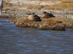 Lophonetta specularioides