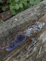 Punctularia atropurpurascens