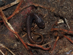 Hemidactylium scutatum