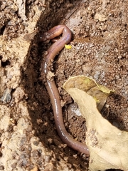 Lumbricus terrestris