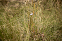 Brachyscome spathulata