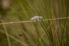 Brachyscome spathulata