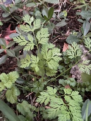 Chaerophyllum procumbens