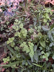 Chaerophyllum procumbens