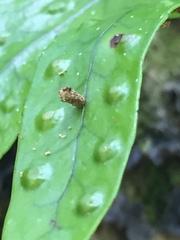 Thylacosceles radians