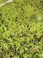 Eurhynchiastrum pulchellum