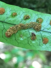 Thylacosceles radians