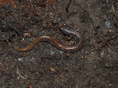 Hemidactylium scutatum