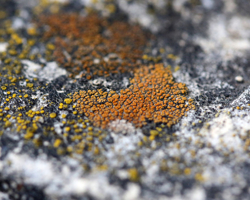 iNaturalist observation photo of Firedots
