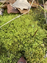 Eurhynchiastrum pulchellum