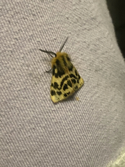 Ardices curvata